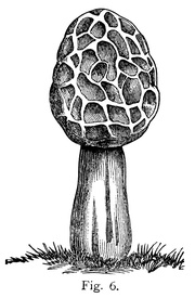 Morel mushroom