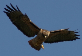 Rufous-morph Red-Tailed Hawk over Hawk Hill